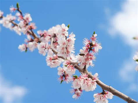 杏樹枝|盛開的杏花